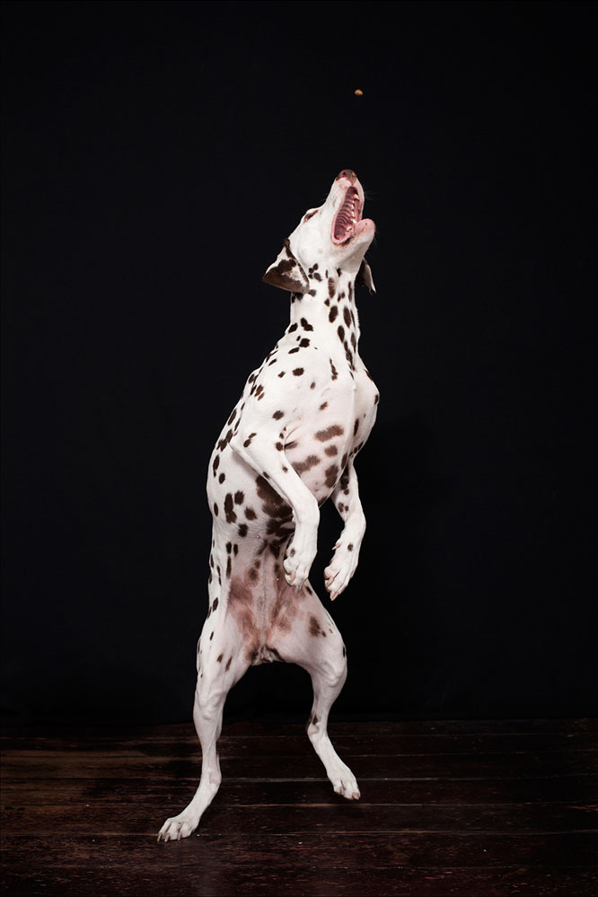 creative portrait jumping dog